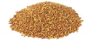 Alfalfa seed