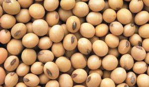 Untreated soybeans