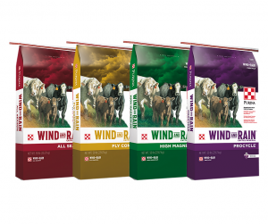 Wind _ Rain Images