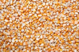 corn seed