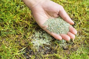 pasture mix